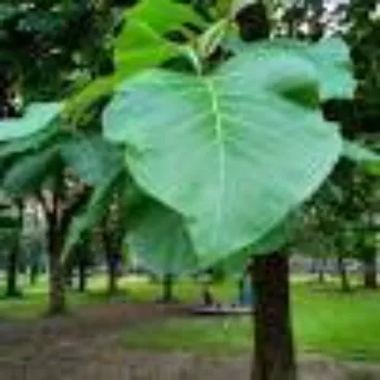 teak plant (4)-4085775-43897.webp